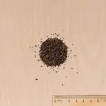 Potagères - Mesclun Crétois en mélange - MEDIA_3D